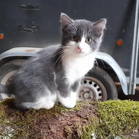 Happy Sun Flower Feriehus *