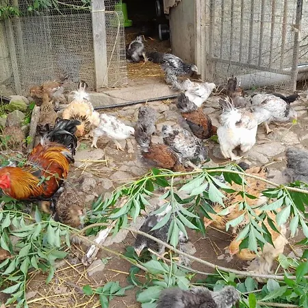 Happy Sun Flower Feriehus