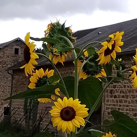 Happy Sun Flower Feriehus Virlet