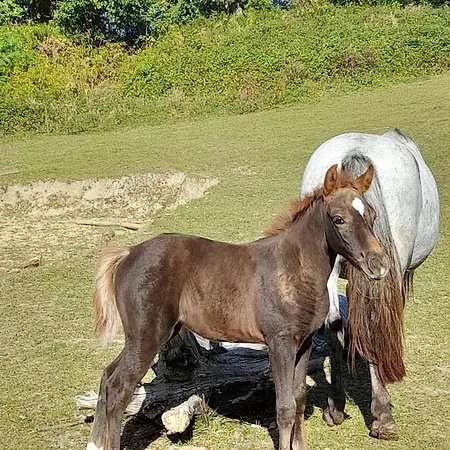 Happy Sun Flower Feriehus
