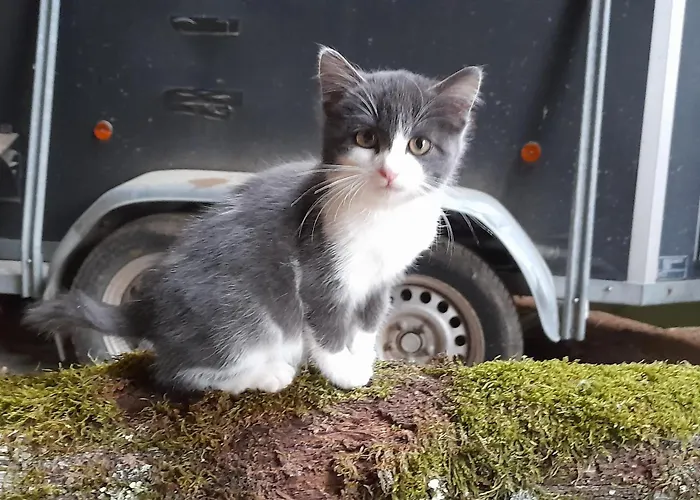 Happy Sun Flower 別荘 *