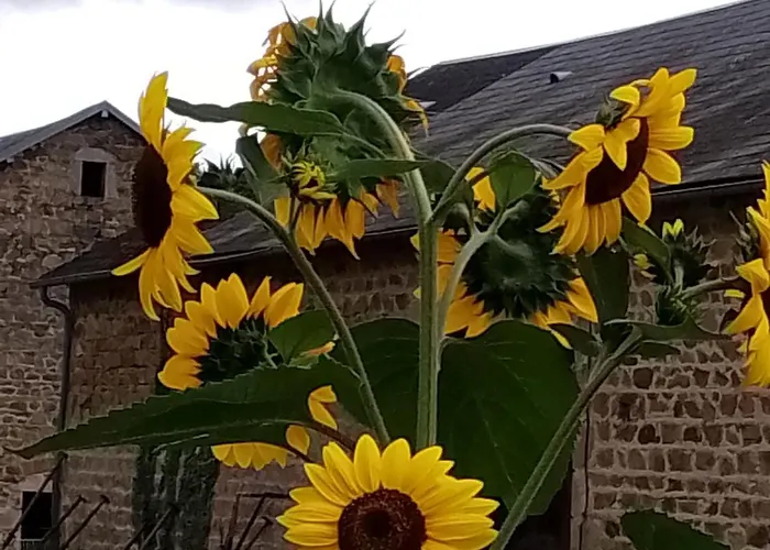 Happy Sun Flower 別荘 Virlet