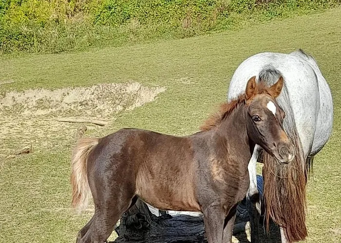 Happy Sun Flower 別荘